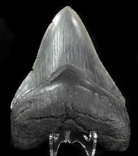 Fossil Megalodon Tooth - Serrated Blade #76553